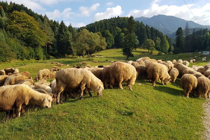 1-Day Bucovina Painted Monasteries tour from Suceava - English - Humor Monastery: hilltop calm and the rock inscription