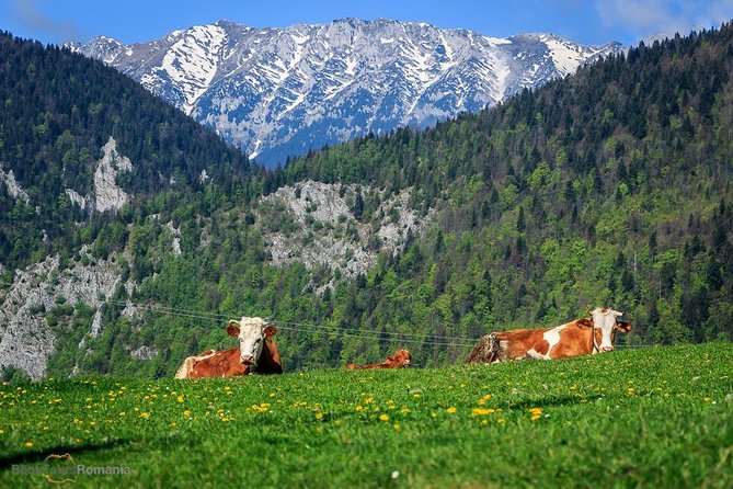 3-Day Tour from Bucharest: Transylvania Villages and Medieval Towns - Guides, comfort, and how the pace fits your expectations