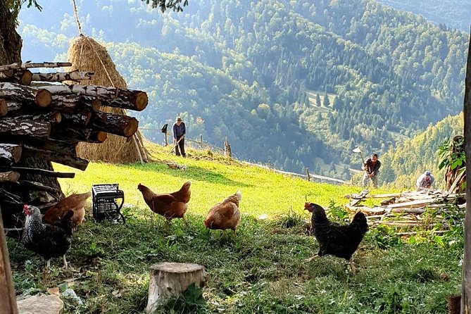 4x4 Driving Experience at Flying Altitudes - 7 Days - Day 5: Transalpina, Vidra Lake coffee, and Marginimea Sibiului food and calm villages