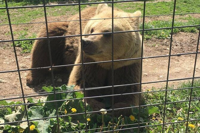 Bear Sanctuary and Bran Castle from Brasov - From bears to Bran: what makes Dracula’s Castle work (and what doesn’t)