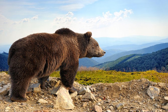 Bear Sanctuary and Bran Castle with a Professional Licensed Guide—Day Trip - Price and Logistics: What you really get for about $115