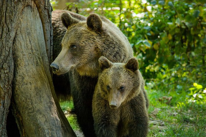 Bear Sanctuary and Dracula's Castle, 1-day Private Tour - Leaving Bucharest early, and why the long day works