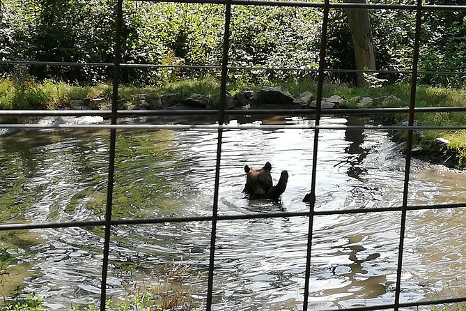 Bear Sanctuary and Dracula's Castle, 1-day Private Tour - Who this day trip suits best