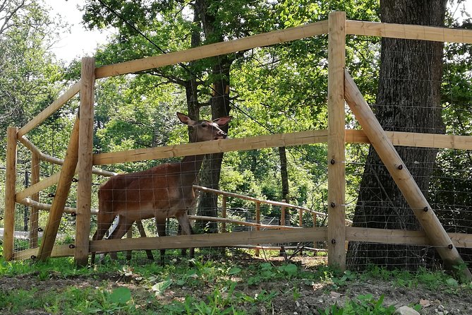 Bear Sanctuary and Dracula's Castle, 1-day Private Tour - Should you book this Bear Sanctuary and Bran Castle day trip?