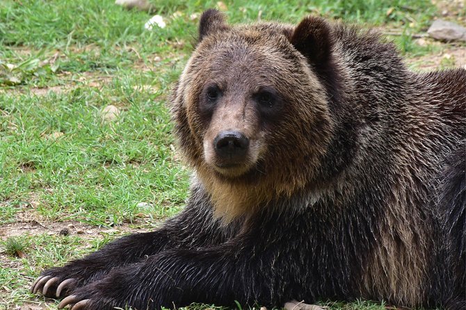 Bear Sanctuary and Dracula's Castle, 1-day Private Tour - Libearty Bear Sanctuary Zarnesti: rescued bears, morning energy, and real walking