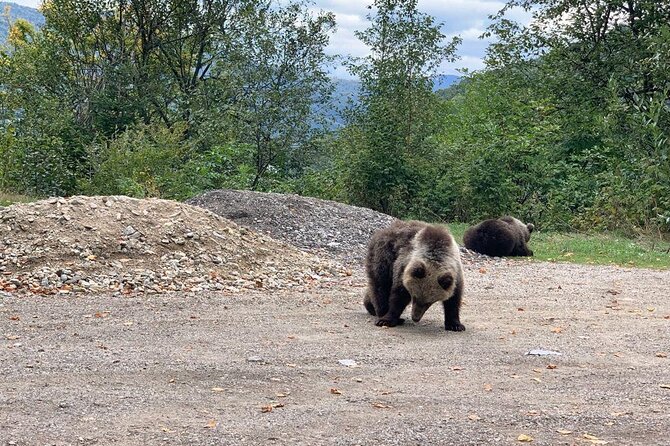Bear Sanctuary & Rasnov Fortress - Private day tour from Bucharest - Stop 1: Libearty Bear Sanctuary Zarnesti and what “safe care” looks like