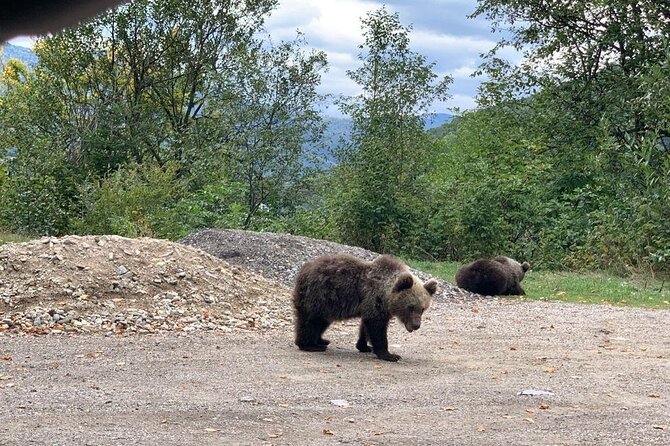 Bear Sanctuary & Rasnov Fortress - Private day tour from Bucharest - Stop 2: Rasnov Citadel, panoramic views, and the story behind the stone