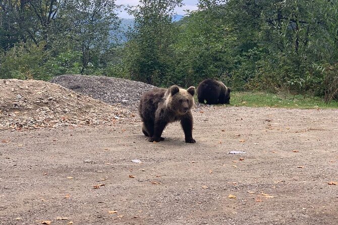 Bear Sanctuary & Rasnov Fortress - Private day tour from Bucharest - Price and logistics: does $184.62 per person feel fair?