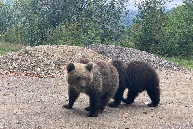 Bear Sanctuary & Rasnov Fortress - Private day tour from Bucharest - The guides make or break the day