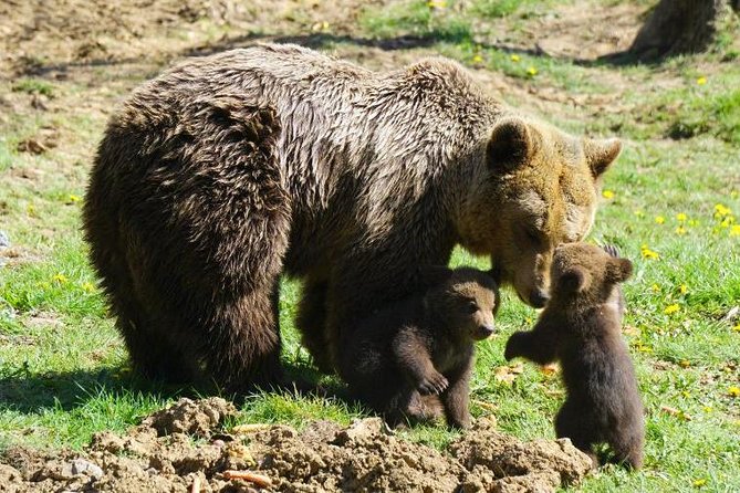 Bear Sanctuary & Rasnov Fortress - Private day tour from Bucharest - What to expect from the timing of a 10-hour day