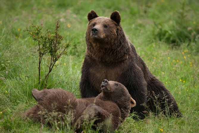 Bear Sanctuary & Rasnov Fortress - Private day tour from Bucharest - Private pickup and the long-drive reality check