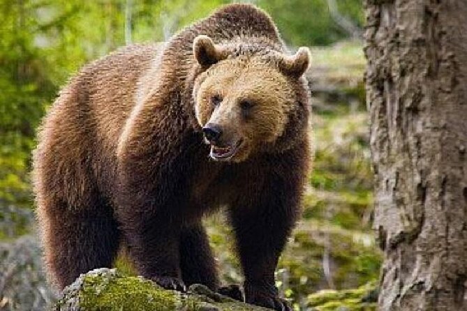 Bear Sanctuary Zarnesti,Bran Castle,Rasnov Fortres w/Hotel pickup - A tight 8-hour circuit through Transylvania