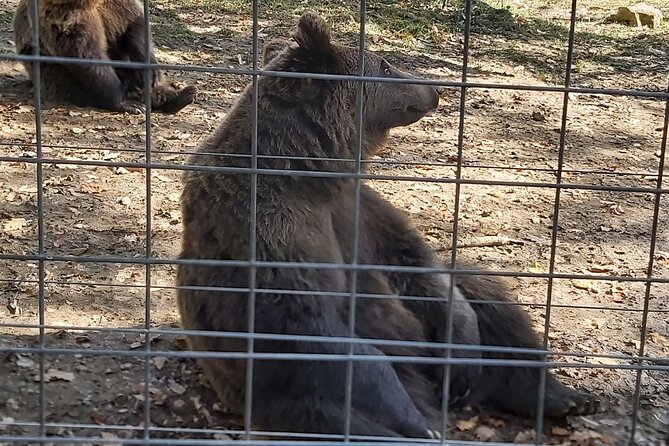 Bear Sanctuary Zarnesti,Bran Castle,Rasnov Fortres w/Hotel pickup - Liberty Bear Sanctuary Zarnesti: real bears, photos, and a key age rule