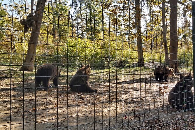 Bear Sanctuary Zarnesti,Bran Castle,Rasnov Fortres w/Hotel pickup - Price and tickets: where the real costs show up