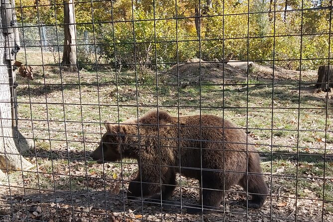 Bear Sanctuary Zarnesti,Bran Castle,Rasnov Fortres w/Hotel pickup - Timing tips for a smooth day