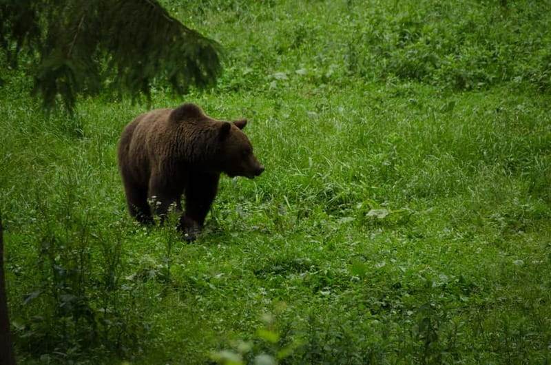 Bear watching experience in the wild - Key points before you go to the bear hide