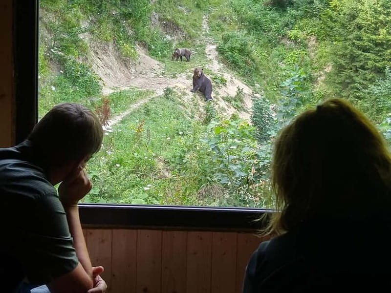 Bear watching experience in the wild - Why Transylvania gives you better brown bear odds