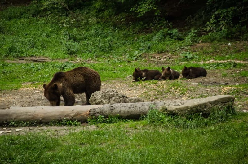 Bear watching experience in the wild - The bear hide wait: how the quiet rules really work