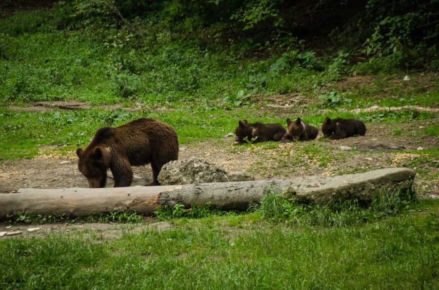 Bear watching experience in the wild - What you’ll see in the forest, and how “close” usually feels