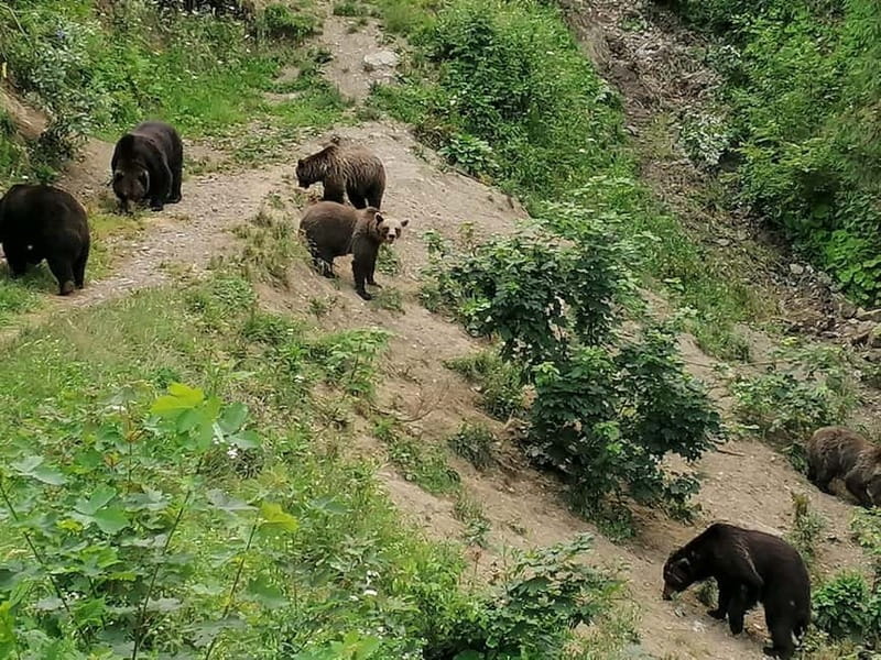 Bear watching experience in the wild - Brasov pickup, the drive, and reaching the ranger meeting point