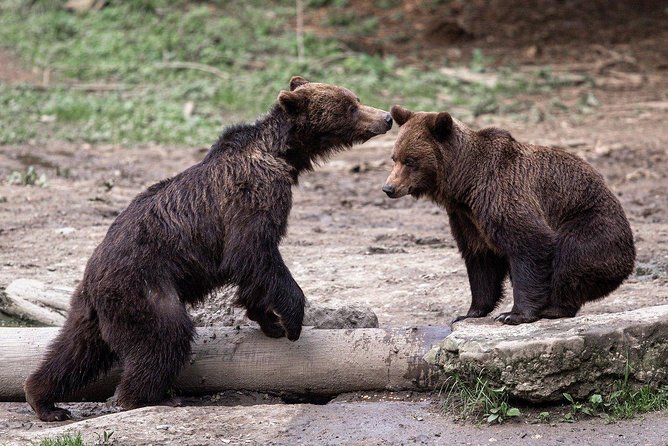 Bear watching experience near Brasov - Key things I’d bank on before you go