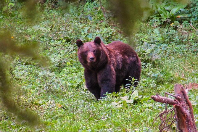 Bear watching experience near Brasov - Bear watching near Brasov, what you’re really signing up for