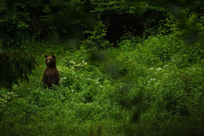 Bear watching experience near Brasov - Inside the raised wooden hide, how the two hours really work
