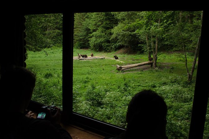 Bear watching experience near Brasov - How likely are you to see brown bears, and what to do with that reality