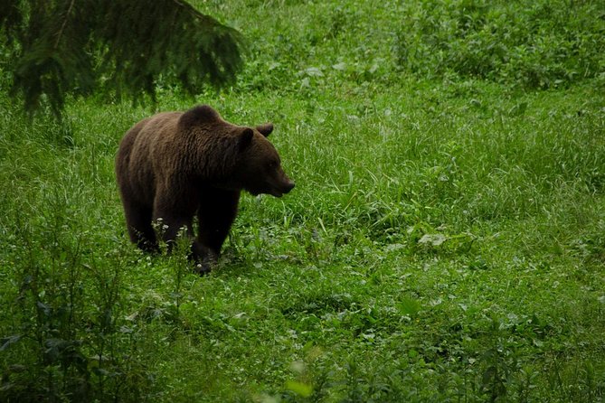 Bear watching experience near Brasov - Stop at Piatra Craiului visitor center, then straight to the bear area