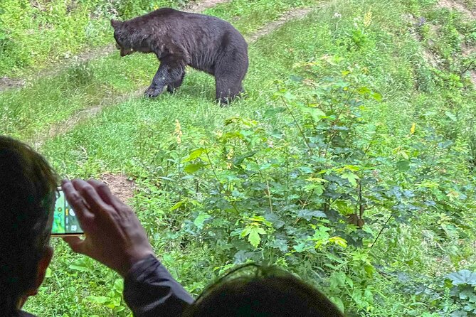 Bear Watching In Brasov: Observe Wild Bears From A Hideout (100%) - How the Bear Hideout Tour Runs From Brasov at 4:00 pm