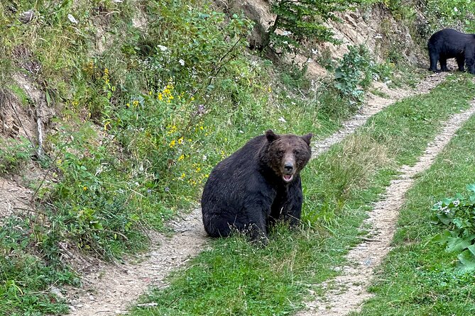Bear Watching In Brasov: Observe Wild Bears From A Hideout (100%) - Ranger and Guide Teamwork: Why This Feels Safe and Informative