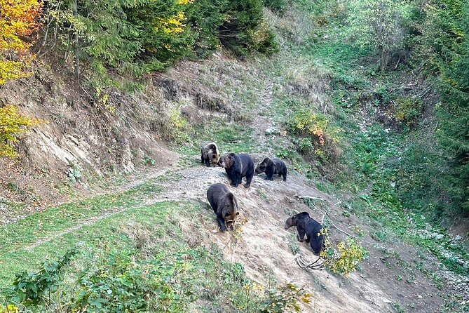 Bear Watching In Brasov: Observe Wild Bears From A Hideout (100%) - The Waiting Part: How Much Patience You Need