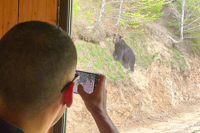 Bear Watching In Brasov: Observe Wild Bears From A Hideout (100%) - Optional Bran Castle Add-On: A Convenient Extra If You Want It