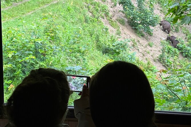 Bear Watching In Brasov: Observe Wild Bears From A Hideout (100%) - Hideout Viewing During Feeding Time: What You Can Actually See
