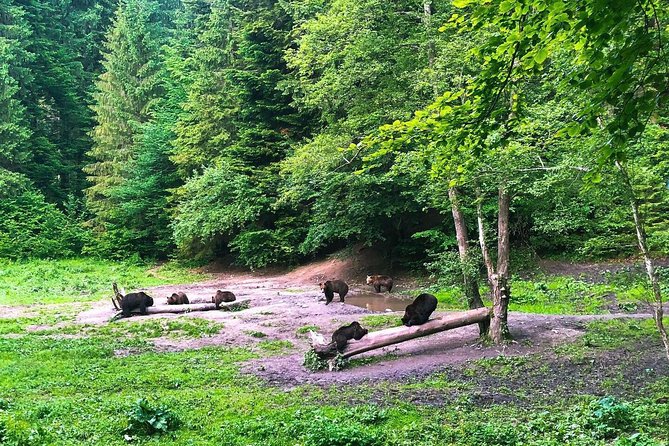 Bear Watching in The Wild from Brasov (100 %) - Brasov Pickup and Timing, How Not to Miss the Start