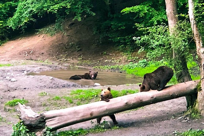Bear Watching in The Wild from Brasov (100 %) - The Viewing Setup, Ranger Safety, and Why the Wait Matters