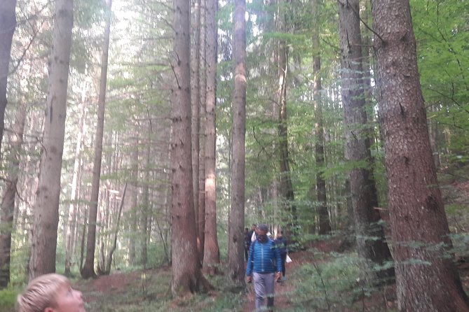 Bear Watching in The Wild from Brasov (100 %) - What the Guide Adds, From Facts to Reading the Scene