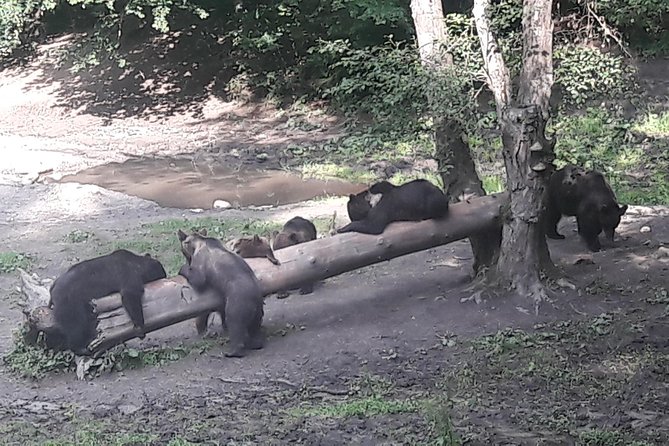 Bear Watching in The Wild from Brasov (100 %) - What to Wear and Bring, Because Rules Improve Safety