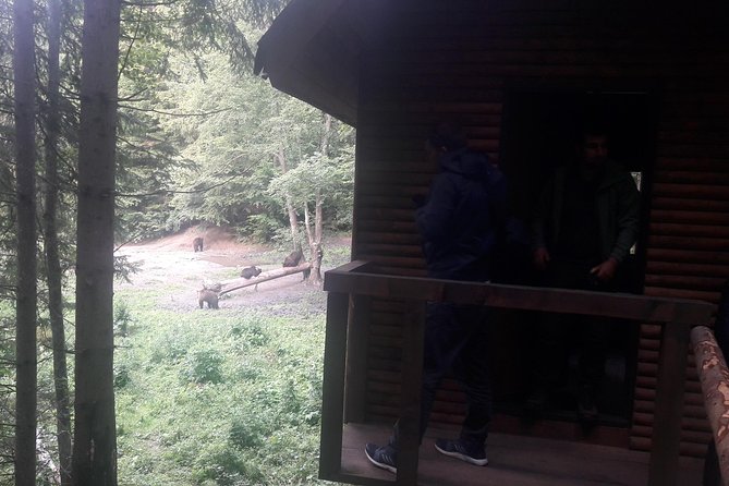 Bear Watching in The Wild from Brasov (100 %) - Price and Value, Is About $120 Worth It?