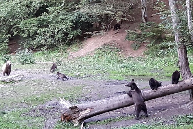 Bear Watching in The Wild from Brasov (100 %) - Stop 1: Discovery Transylvania, Your Two-Hour Bear Watching Window