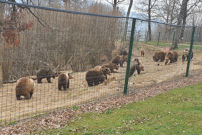 Bears Sanctuary, Dracula Castle and Brasov City - Full Day Trip from Bucharest - From Bucharest door to door, without the stress