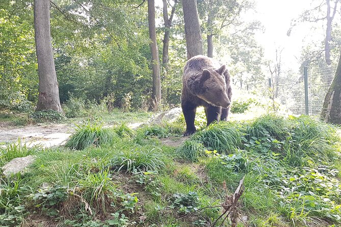 Bears Sanctuary, Dracula Castle and Brasov City - Full Day Trip from Bucharest - Bran Castle: Dracula’s Castle plus the real-world context