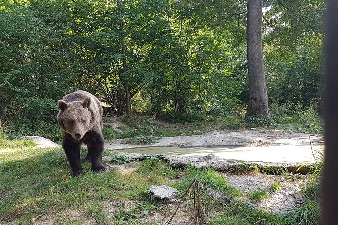 Bears Sanctuary, Dracula Castle and Brasov City - Full Day Trip from Bucharest - Who this day trip suits best