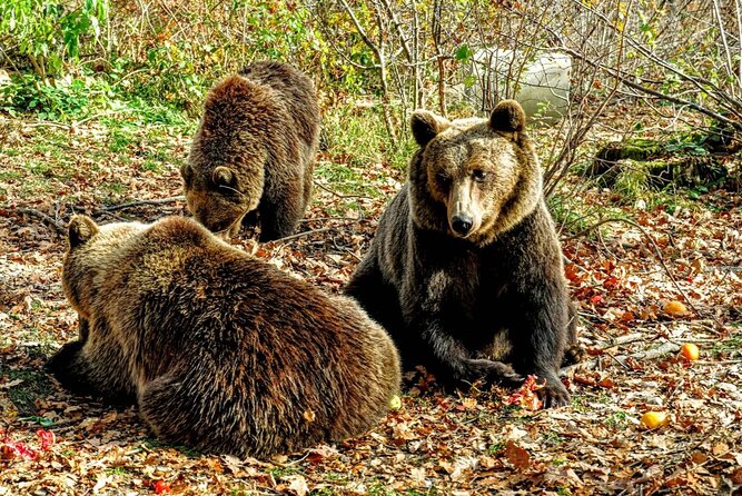 Bears Sanctuary, Dracula's Castle and Brașov City - Private Tour - Why this Bucharest day trip makes sense