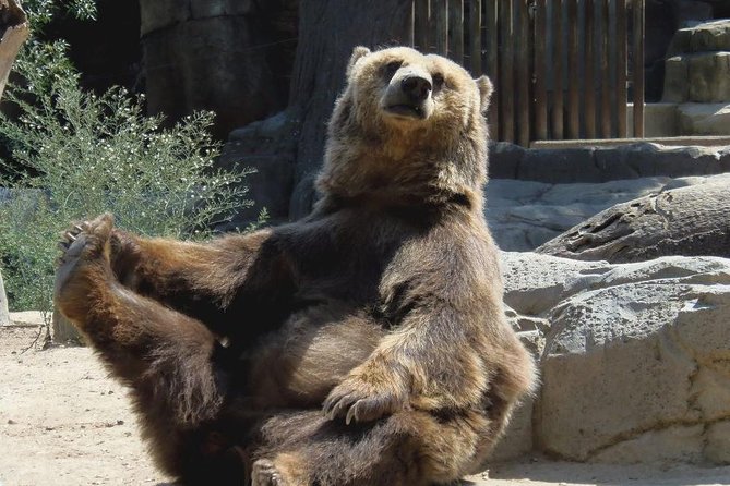 Bears Sanctuary, Dracula's Castle, Brasov Day Trip Private Tour from Bucharest - A Fast Way to See Transylvania, Without the Headaches