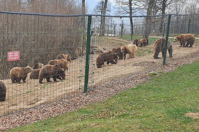 Bears Sanctuary, Dracula's Castle, Brasov Day Trip Private Tour from Bucharest - Brasov Historical Center, Medieval Streets With a Mountain-Town Feel