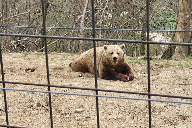 Bears Sanctuary, Dracula's Castle, Brasov Day Trip Private Tour from Bucharest - Who This Tour Suits Best (And Who Might Want Another Option)