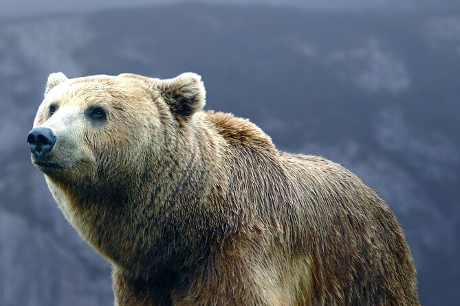 Bears Sanctuary, Dracula's Castle, Brasov Day Trip Private Tour from Bucharest - Libearty Bear Sanctuary Zarnesti, the Rescue Story in the Forest
