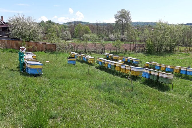 Beekeeping Day Trip| Private Guided Tour from Bucharest - Bee behavior lesson: studying the hive like a working system