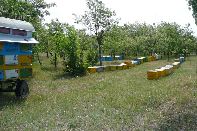 Bees Adventure in Romania - Private Day Trip from Bucharest - Beehive and Harvesting Demo: How Honey Happens Step by Step